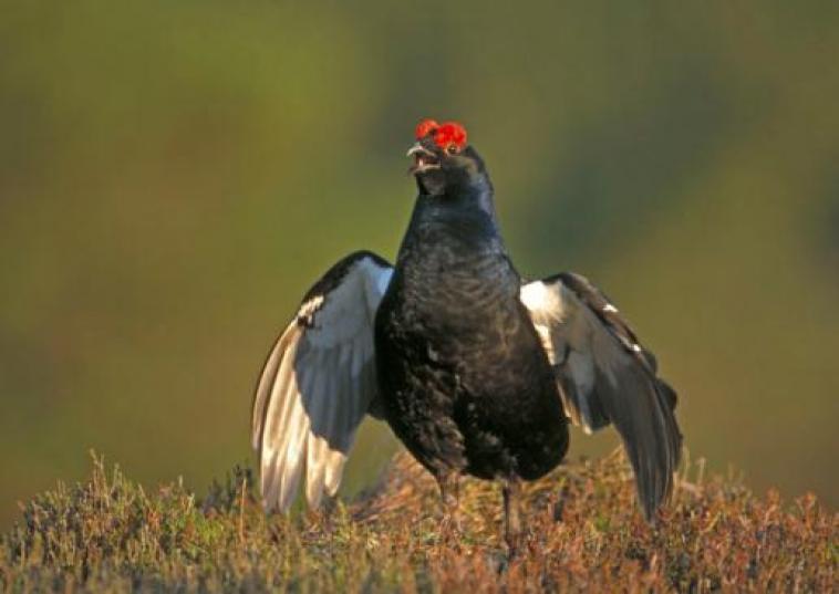 gallery/resources-Black_grouse