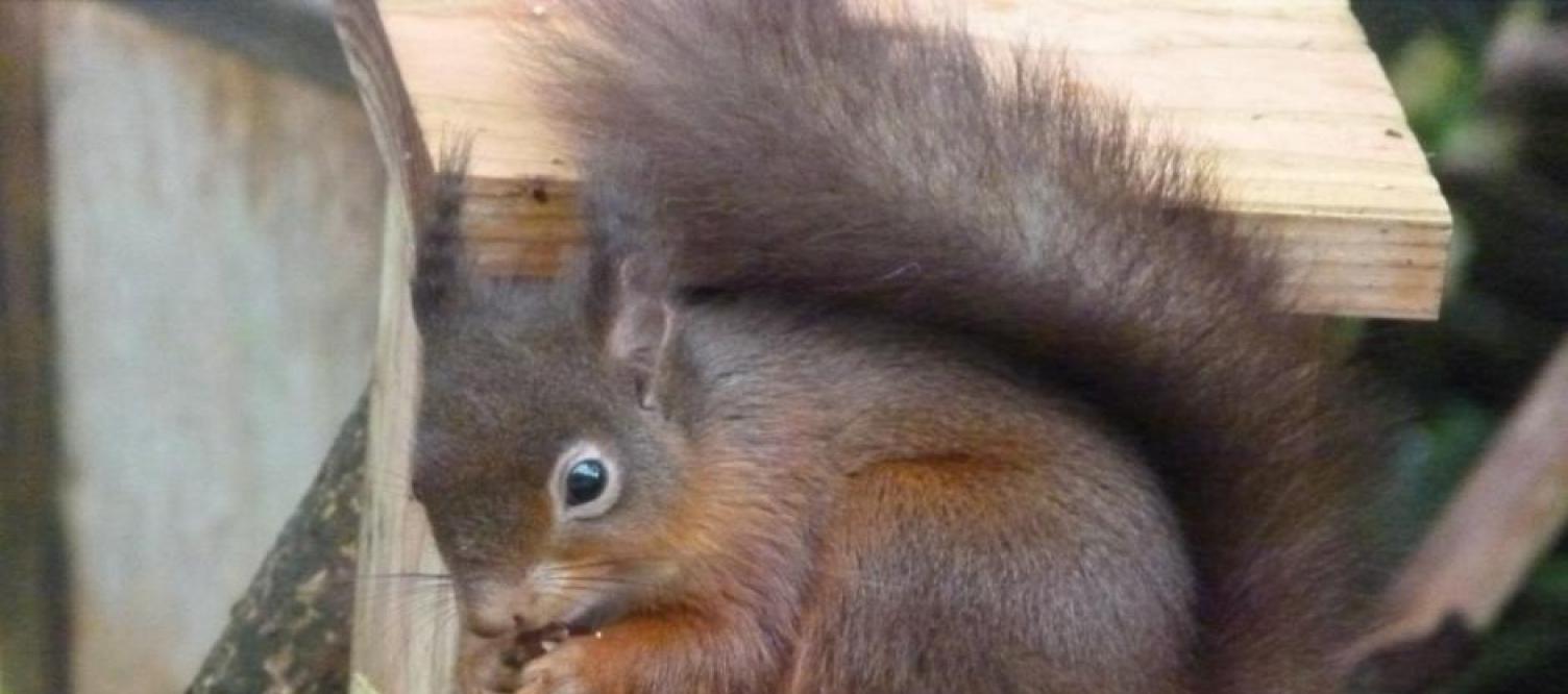 gallery/red squirrel